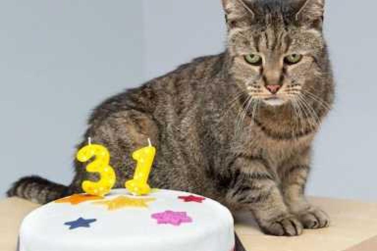 В США самый старый кот в мире отпраздновал свой 31-й день рождения В США самый старый кот в мире отпраздновал свой 31-й день рождения