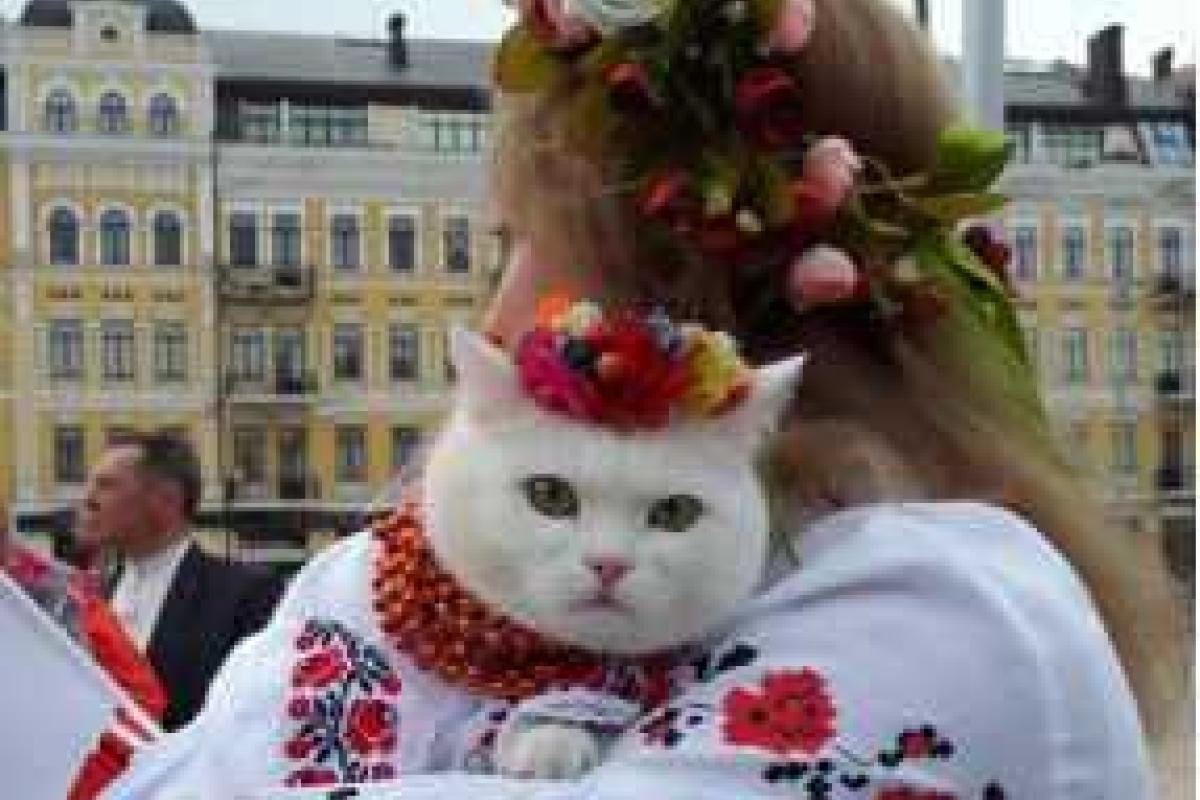 В Киеве проходит большая выставка кошек В Киеве проходит большая выставка кошек