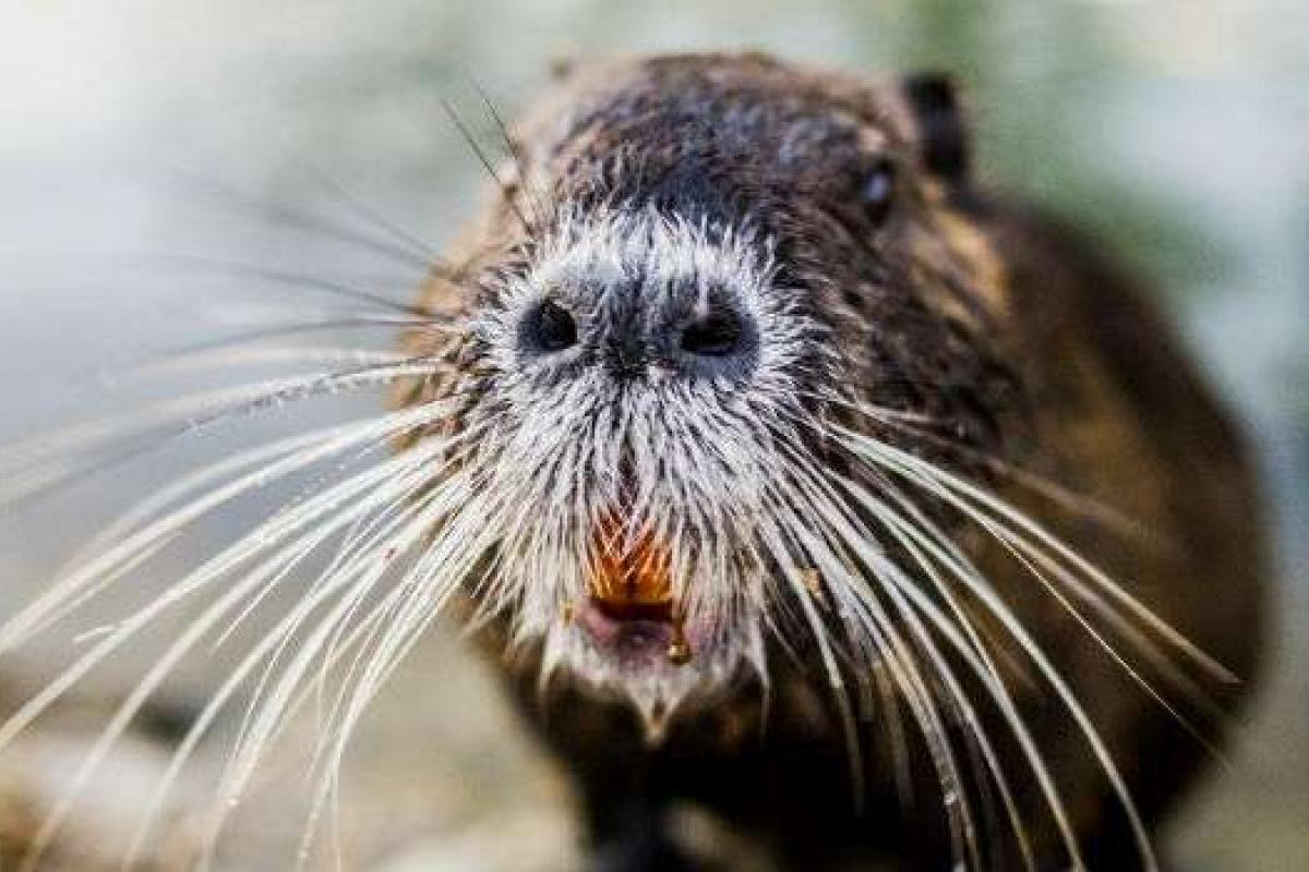 В российском Краснодаре в одном из бистро кормят гамбургерами с мясом грызунов В российском Краснодаре в одном из бистро кормят гамбургерами с мясом грызунов
