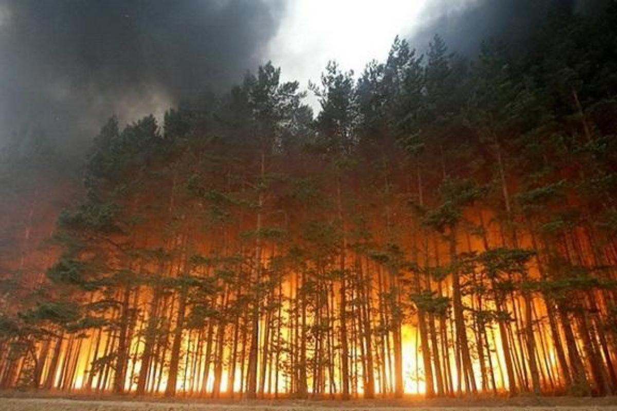 На территории Донбасса за годы войны полностью уничтожено 50 заповедников