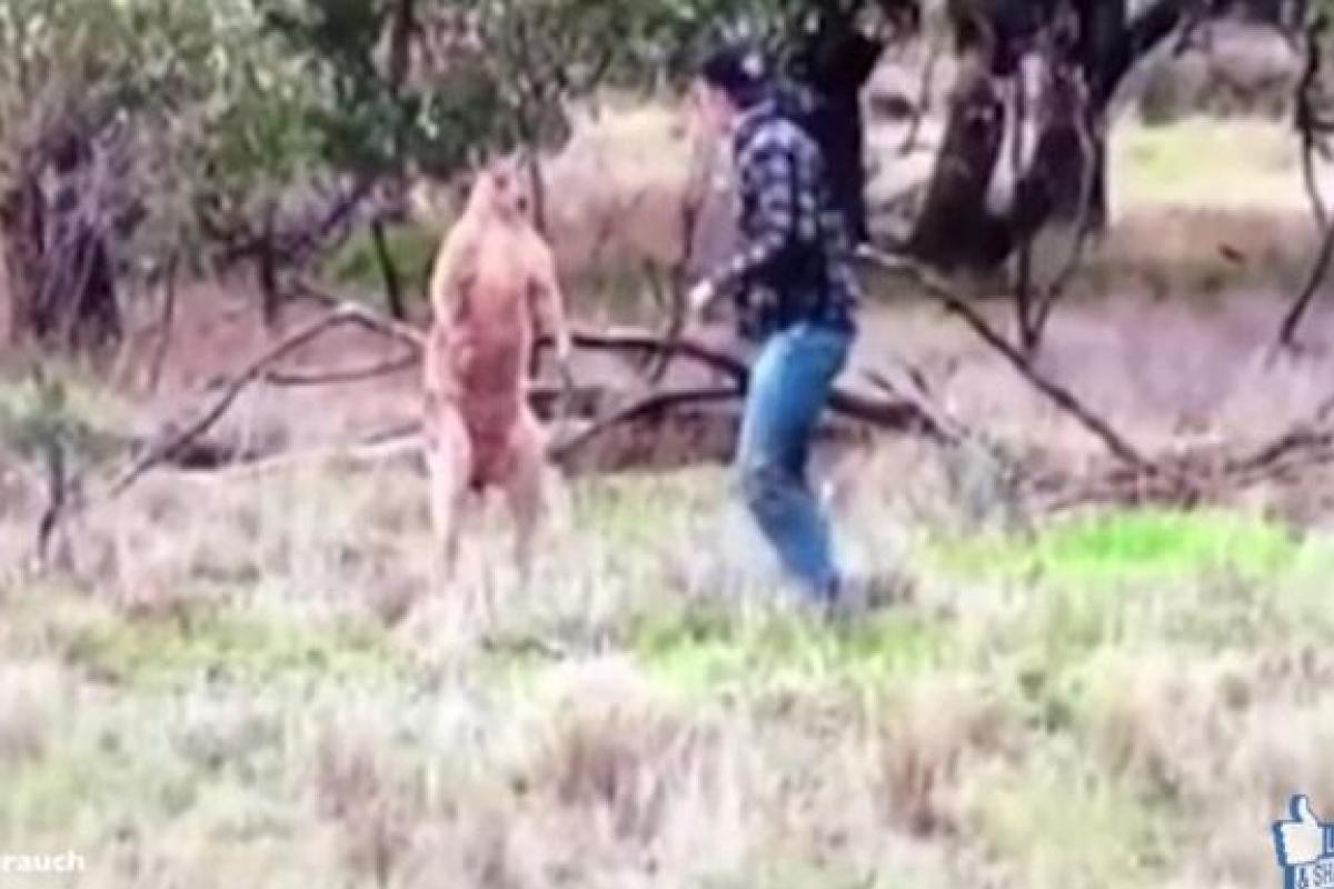 В Австралии мужчина двинул в челюсть наглому самцу кенгуру, напавшему на его пса В Австралии мужчина двинул в челюсть наглому самцу кенгуру, напавшему на его пса