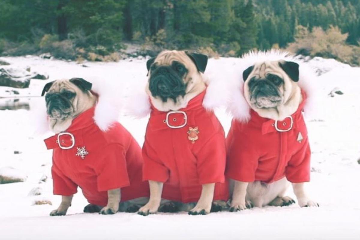 В сети появился рождественский клип, главными героями которого стали забавные мопсы