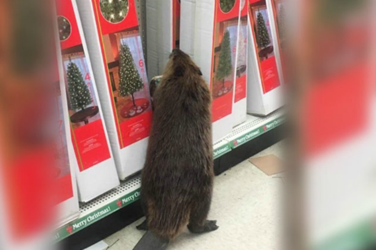 В штате Мэриленд бобр разгромил супермаркет с рождественскими товарами В штате Мэриленд бобр разгромил супермаркет с рождественскими товарами