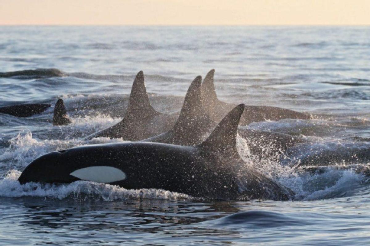 У берегов Калифорнии удалось заснять завораживающее видео: киты-убийцы атаковали акулу