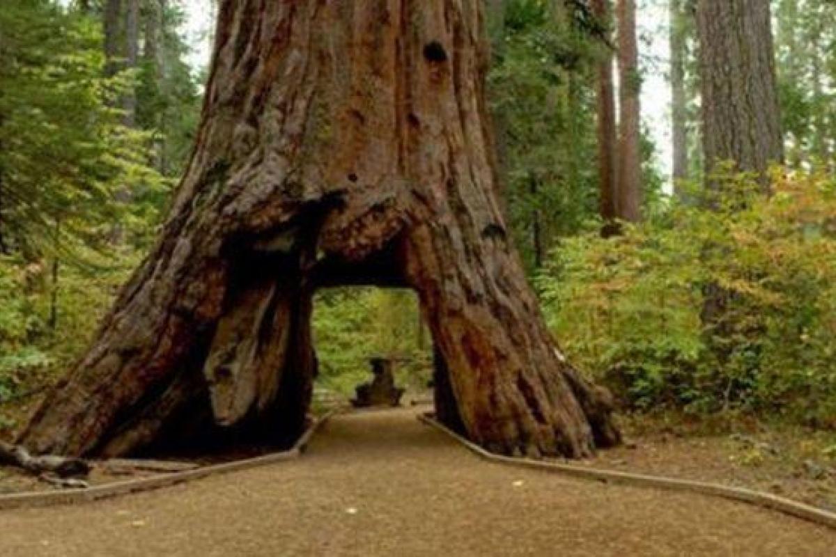 В Калифорнии знаменитая секвойя с тоннелем в стволе была повалена сильнейшей бурей В Калифорнии знаменитая секвойя с тоннелем в стволе была повалена сильнейшей бурей