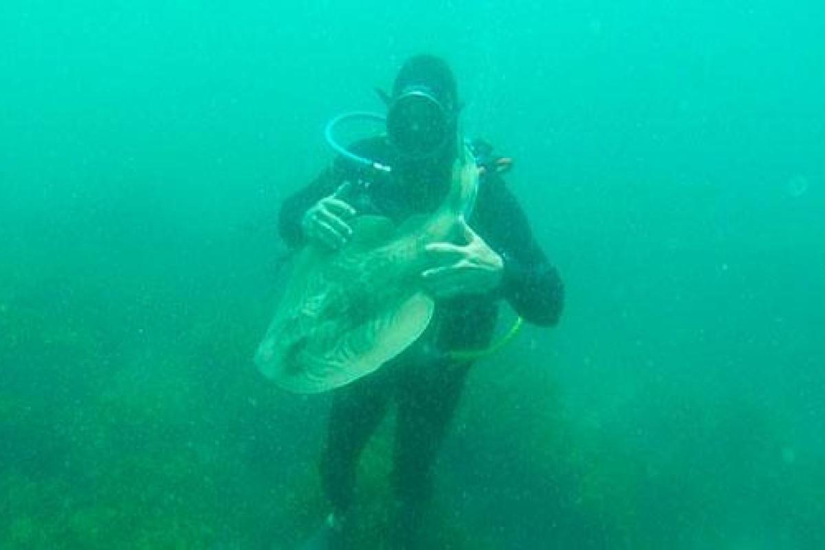 В сети появилась потрясающая подводная фотосессия австралийского дайвера с акулой В сети появилась потрясающая подводная фотосессия австралийского дайвера с акулой