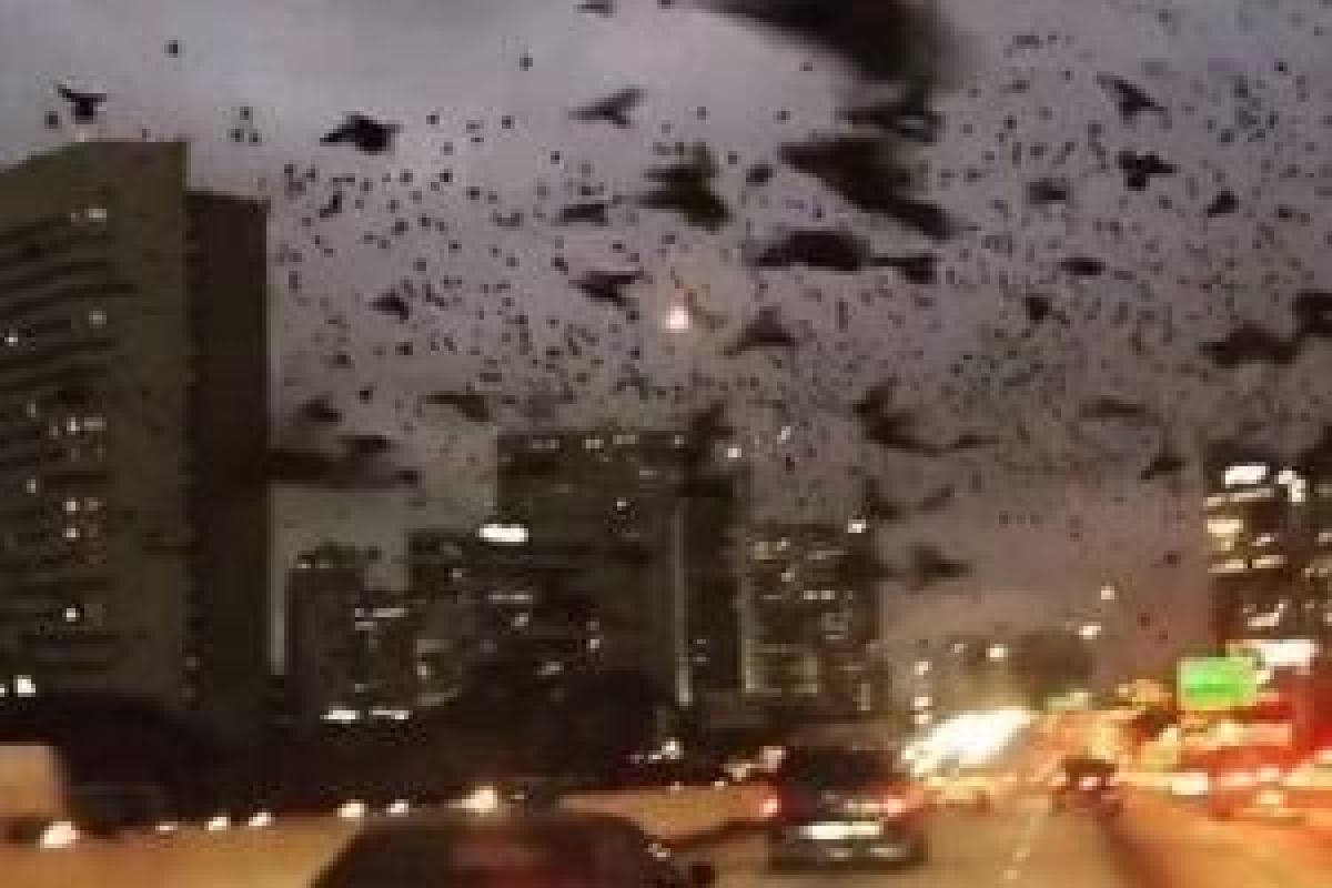 В США жители Хьюстона были "атакованы" огромной стаей черных птиц