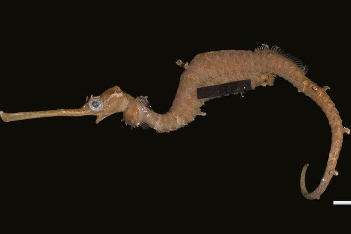 Исследователям удалось снять на видео редкого рубинового морского конька Исследователям удалось снять на видео редкого рубинового морского конька