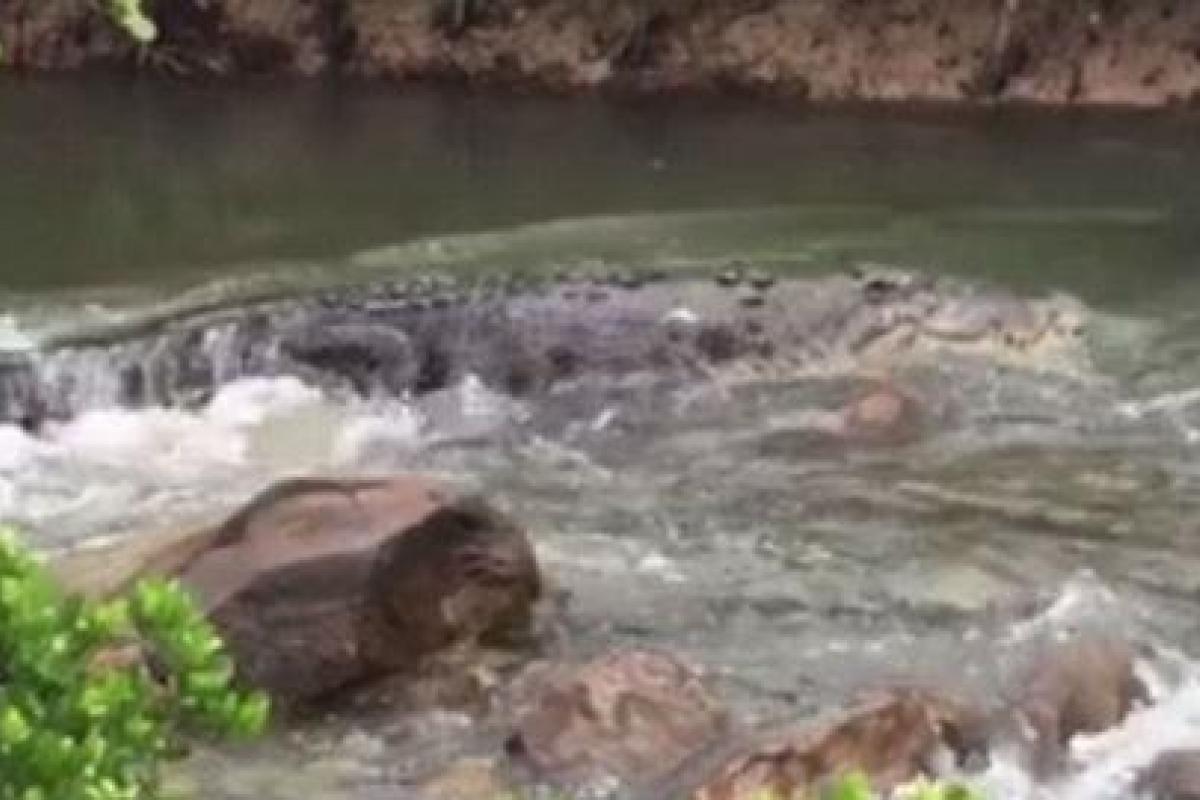 В Австралии рыбак случайно заснял на камеру огромного крокодила В Австралии рыбак случайно заснял на камеру огромного крокодила