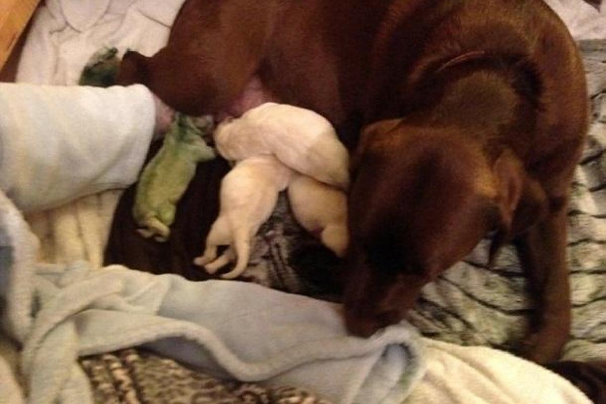 В Британии самка лабрадора родила щенка с зеленой шерстью