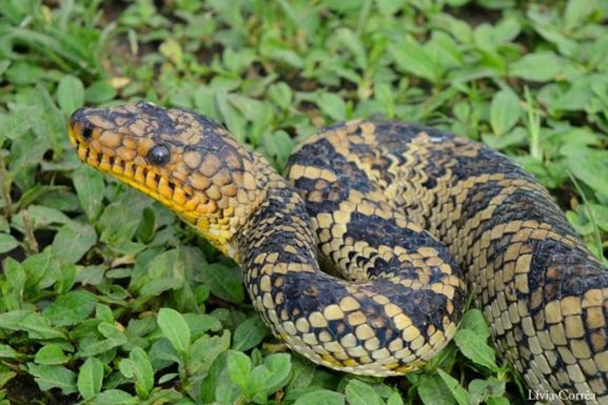 В руки ученых попал редкий вид удава, которого считали вымершим