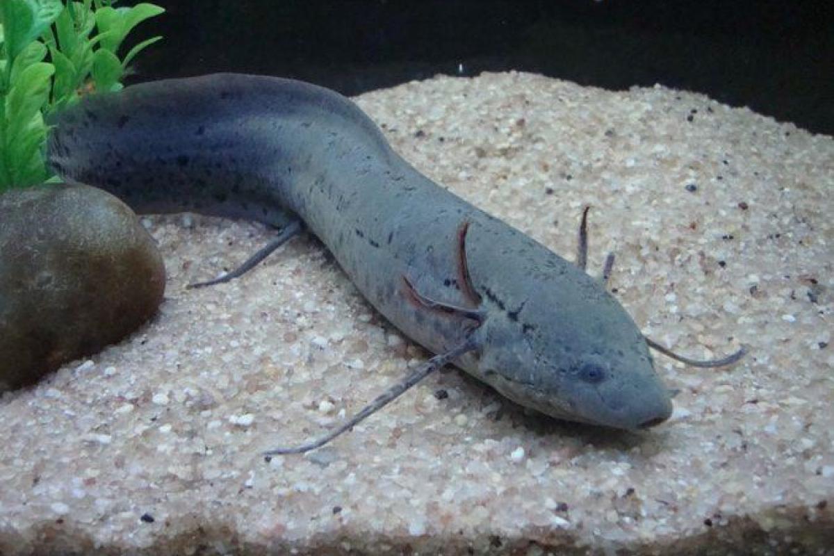 В Западной Африке обитает удивительная рыба, которая может жить под землей