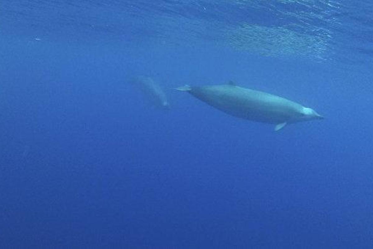 Ученым впервые удалось снять на видео редких китов, занесенных в Красную книгу Ученым впервые удалось снять на видео редких китов, занесенных в Красную книгу