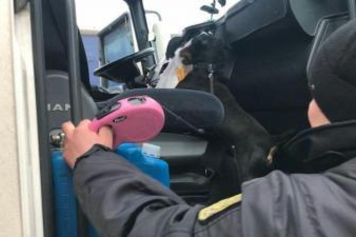 Пограничники на украинско-румынской границе задержали с марихуаной гражданина Беларуси Пограничники на украинско-румынской границе задержали с марихуаной гражданина Беларуси