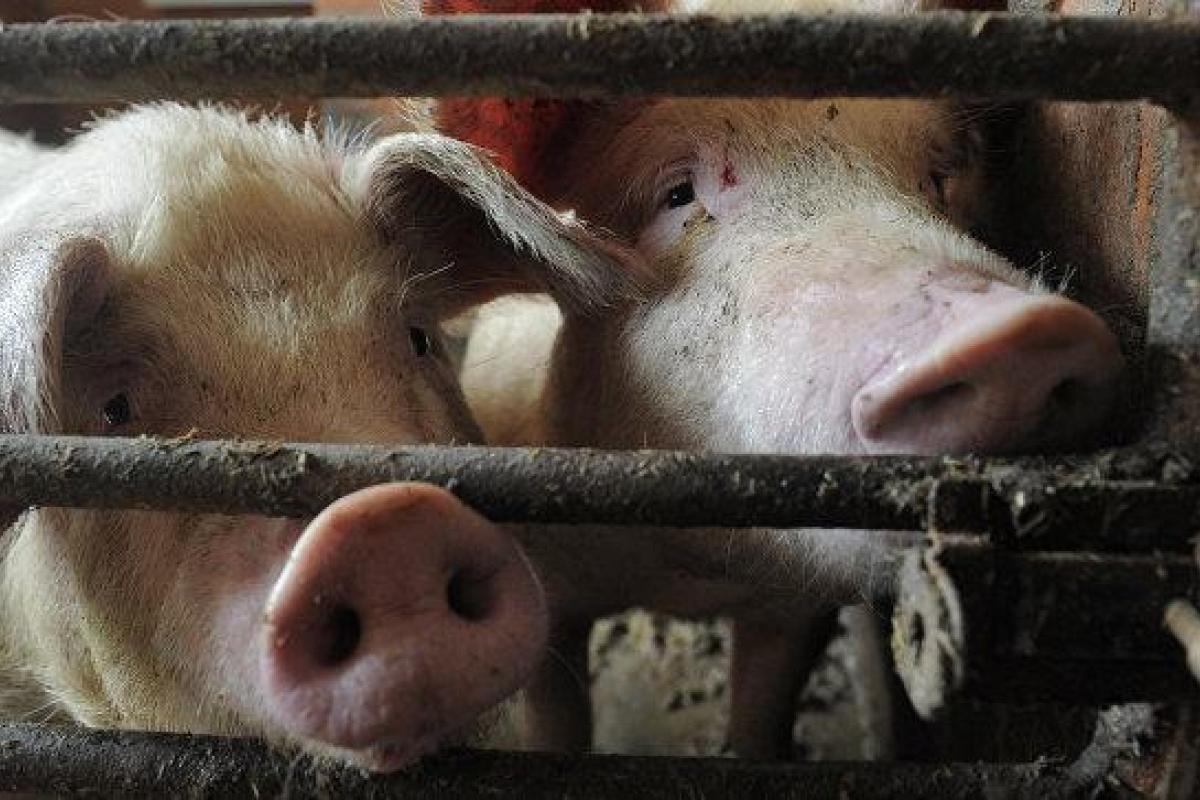 В России любовная парочка скормила свиньям убитого фермера