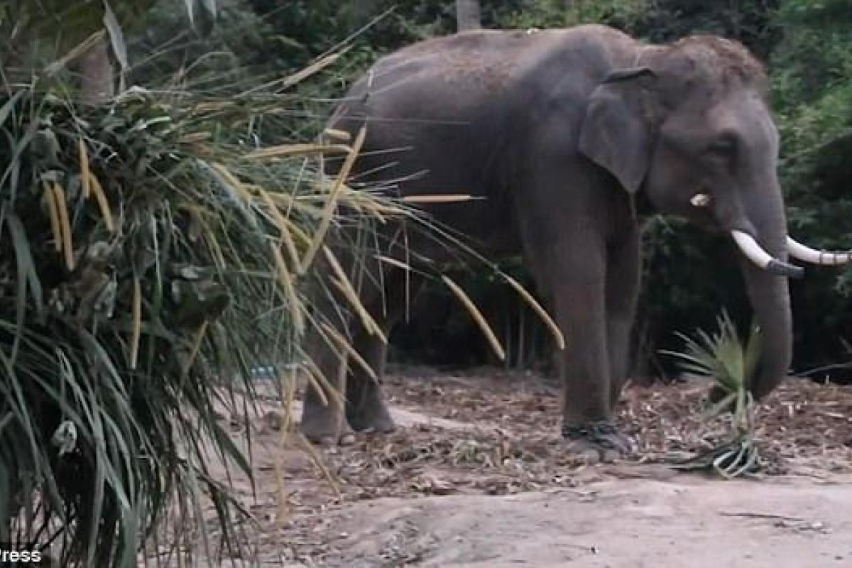 В Таиланде туристы напугали слона и он растоптал гида на глазах отдыхающих