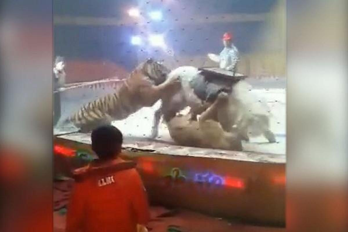 Жуткие кадры из Китая: на арене цирка тигр и львица напали на лошадь
