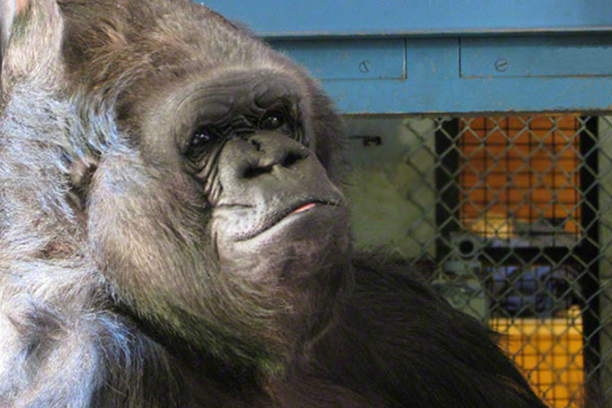 В американском зоопарке умерла 60-летняя горилла Вила