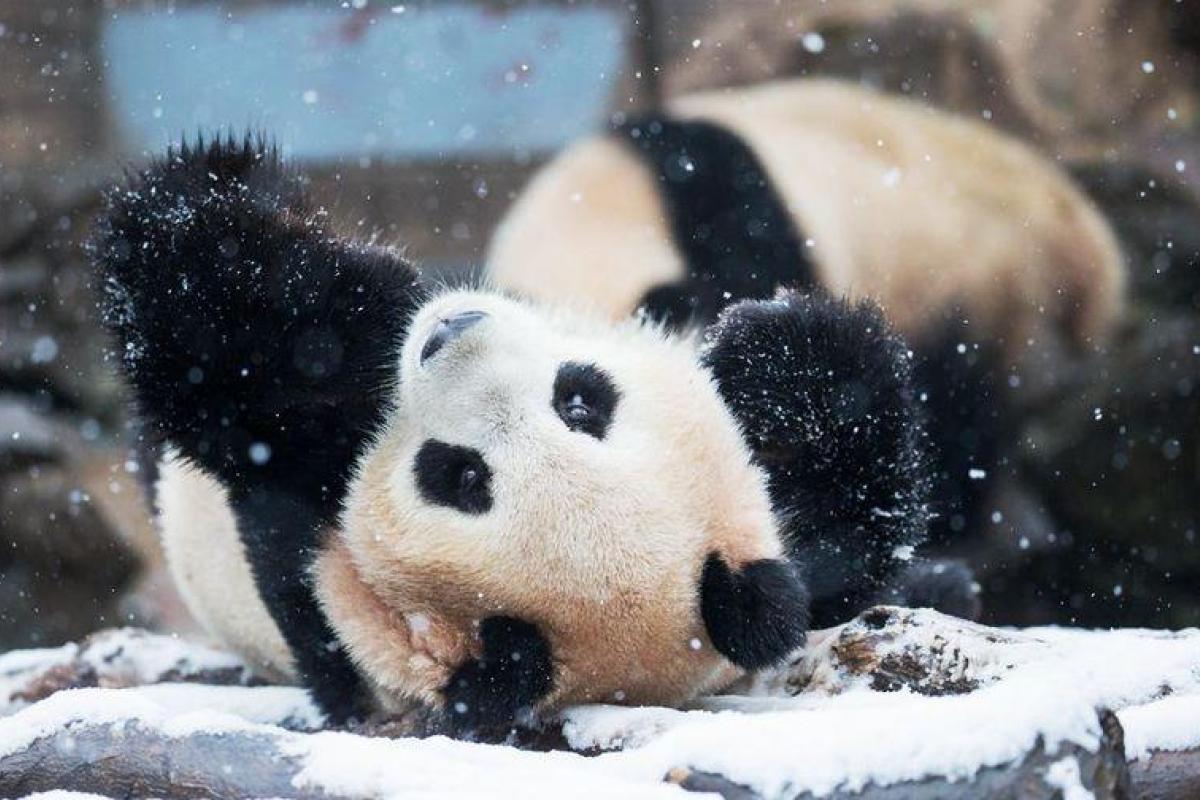 Звездой соцсетей стала панда, которая радуется снегопаду в Китае