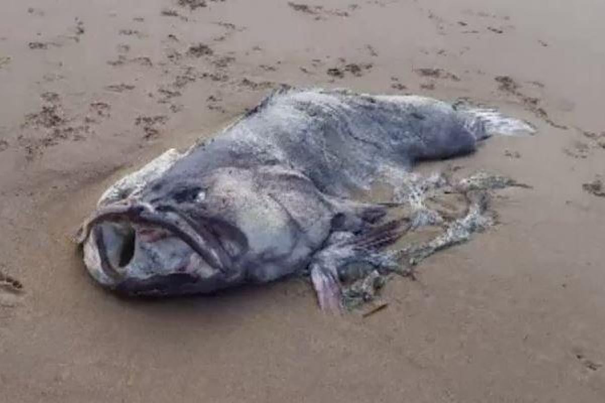 На побережье Квинсленда обнаружены останки огромной рыбы-монстра