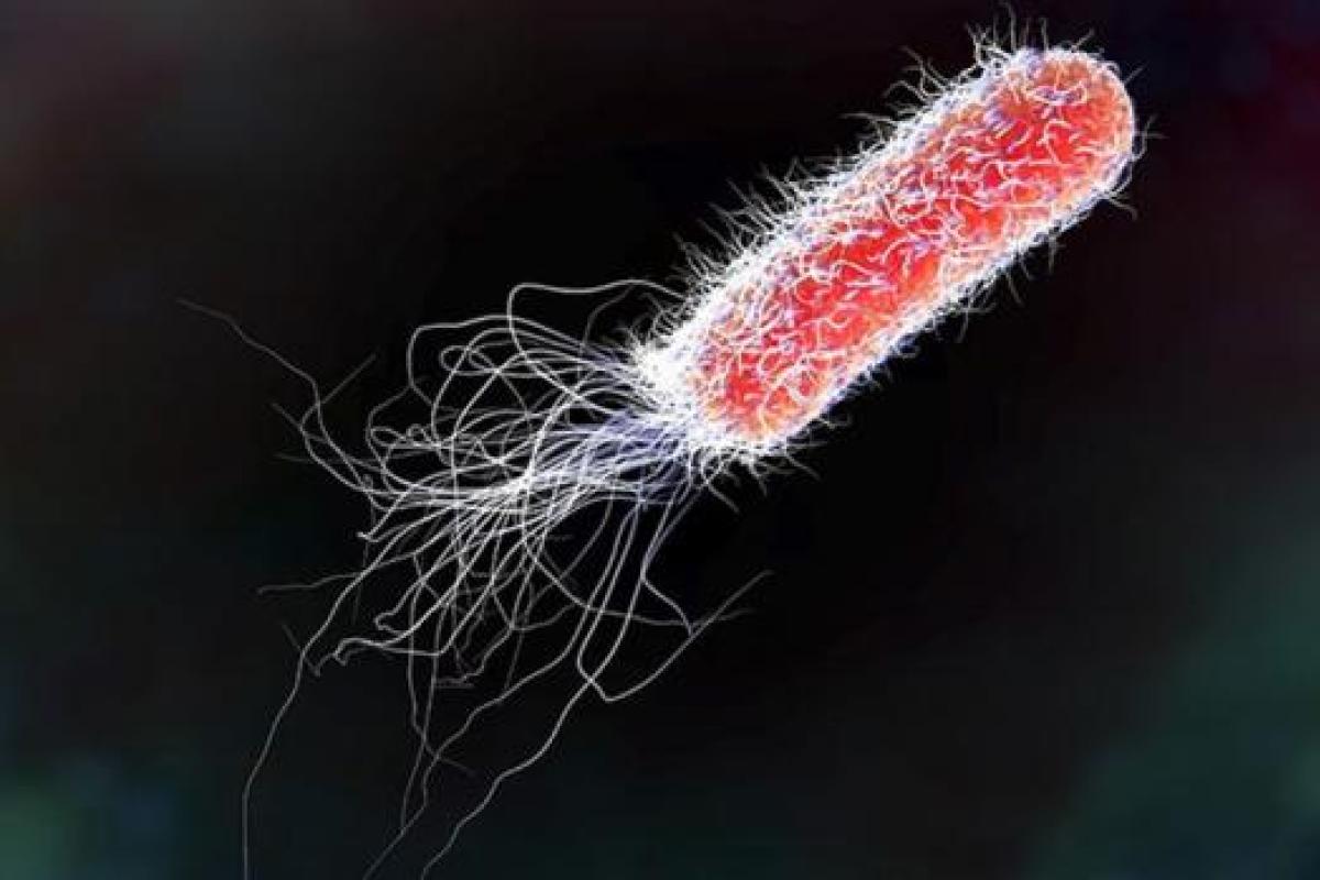 В США зараженный салат-латук стал причиной отравления около 200 человек