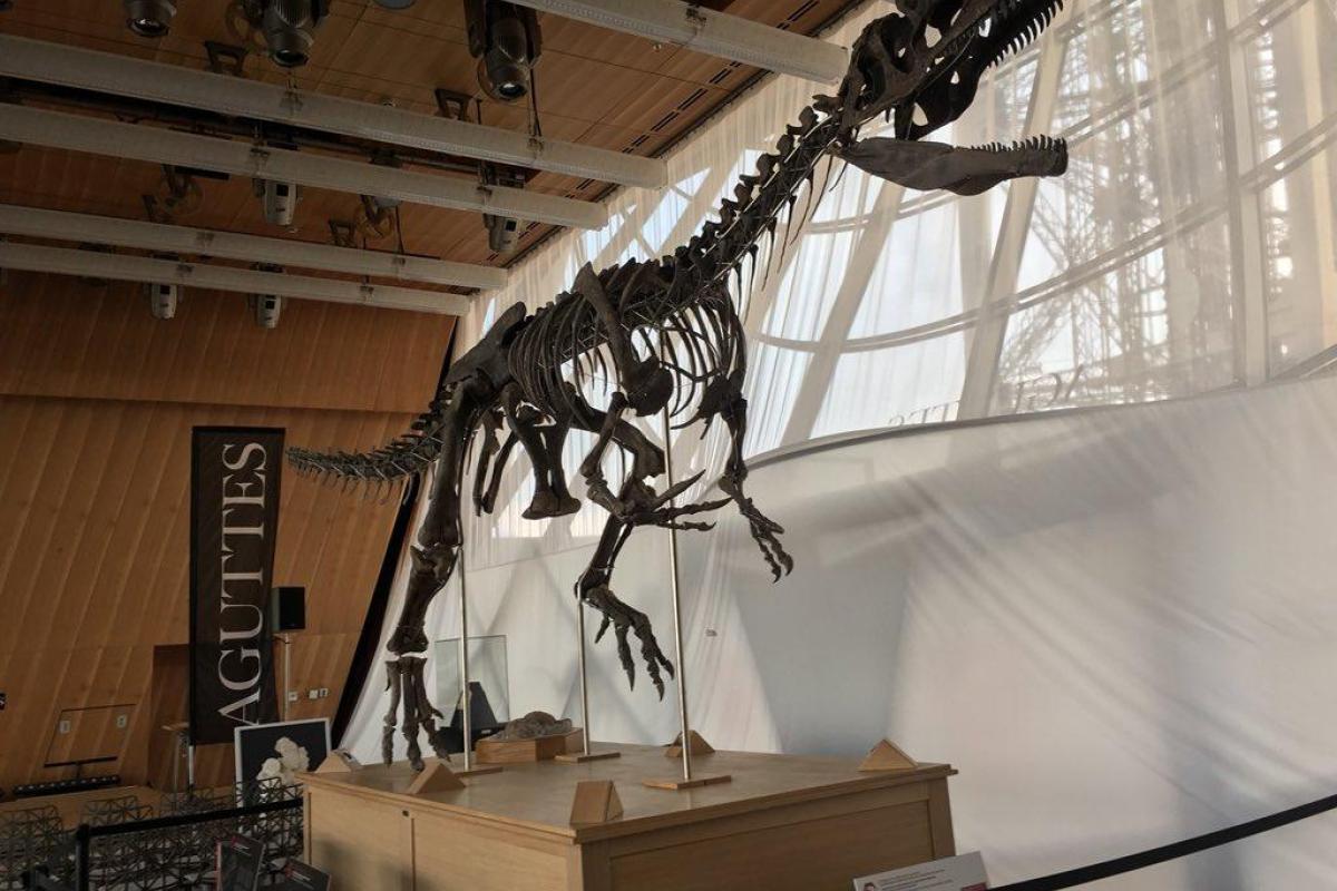 Во Франции за 2 млн евро ушел с молотка скелет ранее неизвестного динозавра