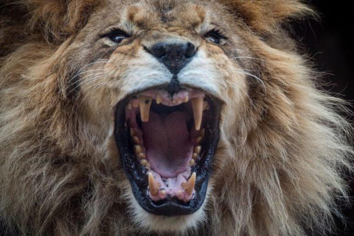 В США лев растерзал молодую сотрудницу зоопарка