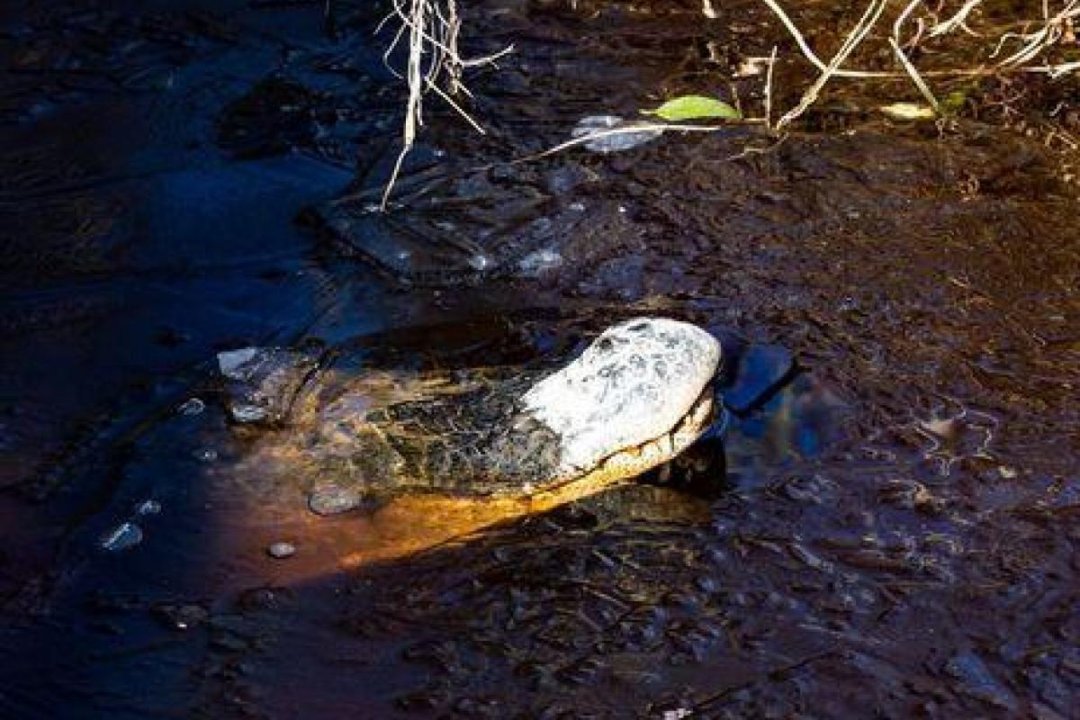 В США из-за сильных морозов в парке The Swamp Park аллигаторы вмерзли в лед