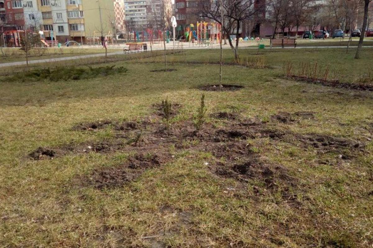 В Киеве вандалы украли из сквера сотни недавно посаженных кустов и деревьев В Киеве вандалы украли из сквера сотни недавно посаженных кустов и деревьев