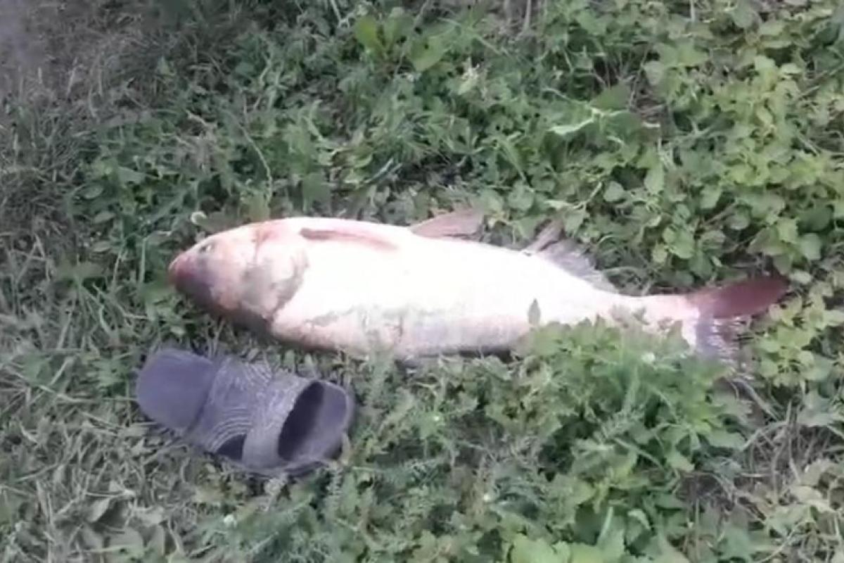 Рыбу собирают в полях и на огородах: В Одесской области из-за дождей прорвало дамбы Рыбу собирают в полях и на огородах: В Одесской области из-за дождей прорвало дамбы