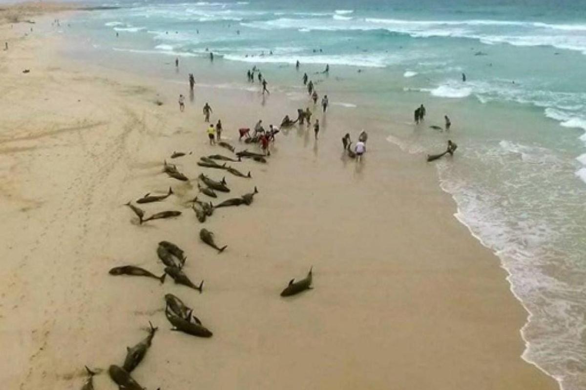На побережье Атлантического океана произошло массовое самоубийство дельфинов На побережье Атлантического океана произошло массовое самоубийство дельфинов