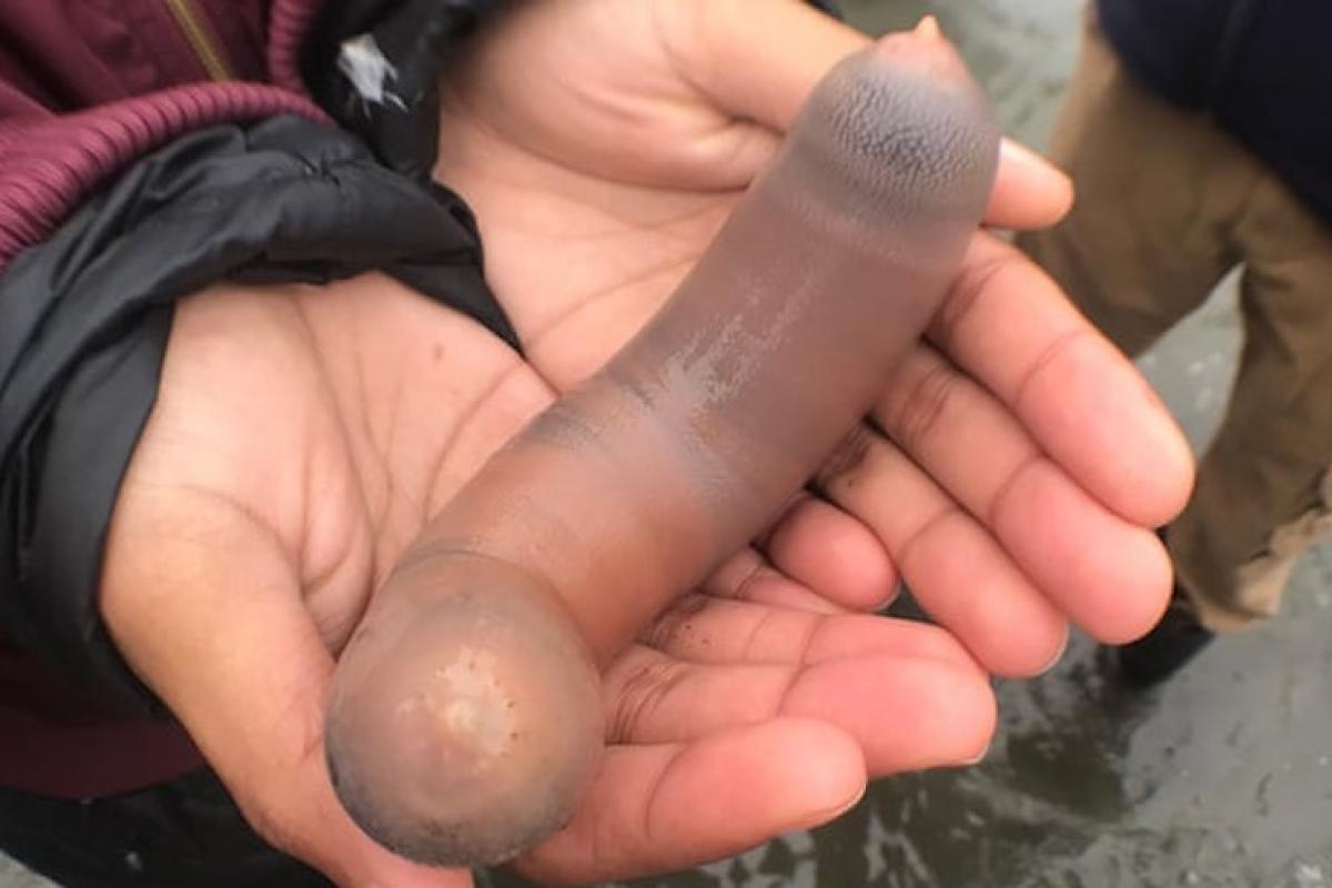 В Калифорнии пляж усыпали тысячи "рыб-пенисов": впечатляющие кадры В Калифорнии пляж усыпали тысячи "рыб-пенисов": впечатляющие кадры