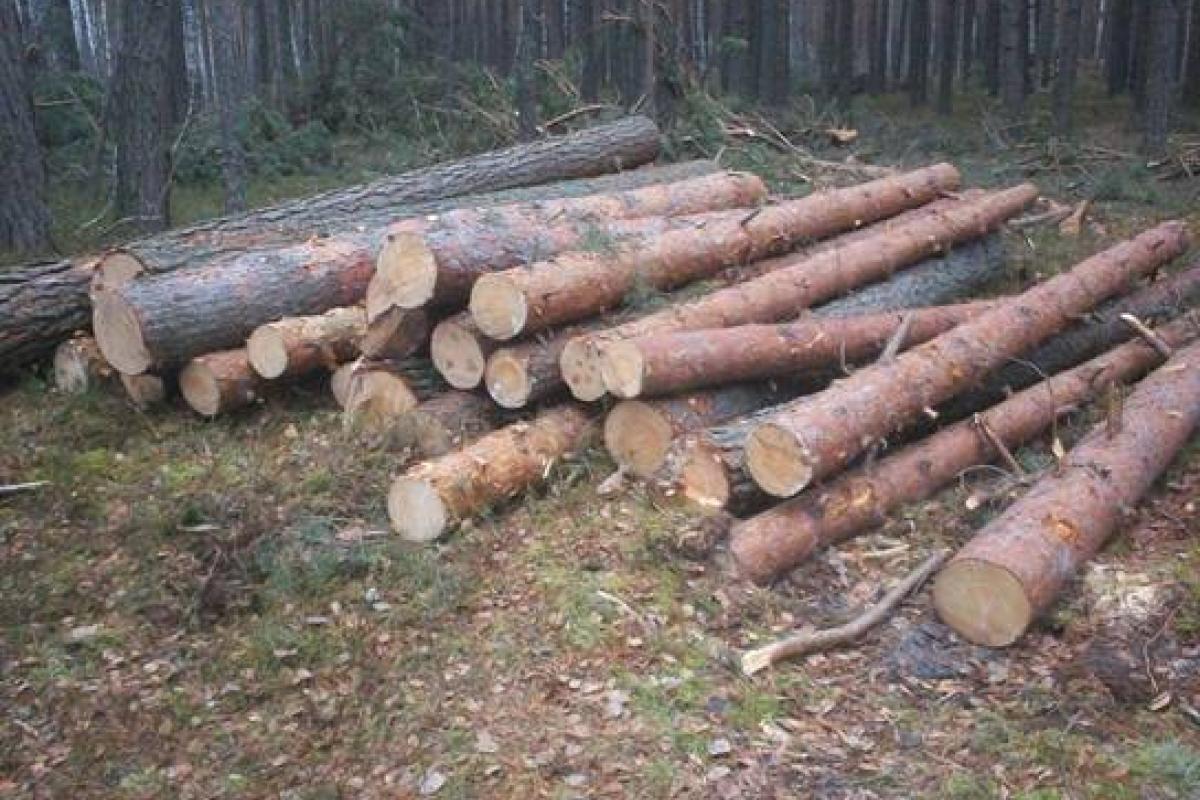 На Луганщине грозит тюрьма главному лесничему лесхоза, который организовал незаконную вырубку леса На Луганщине грозит тюрьма главному лесничему лесхоза, который организовал незаконную вырубку леса