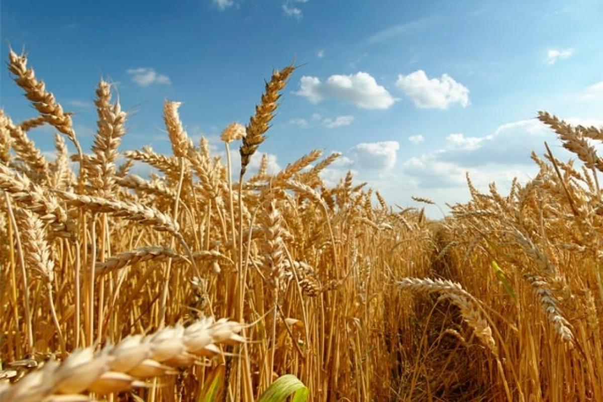 Луганщина поднялась на 6 позиций в общеукраинском рейтинге и заняла 3 место по индексу сельхозпродукции