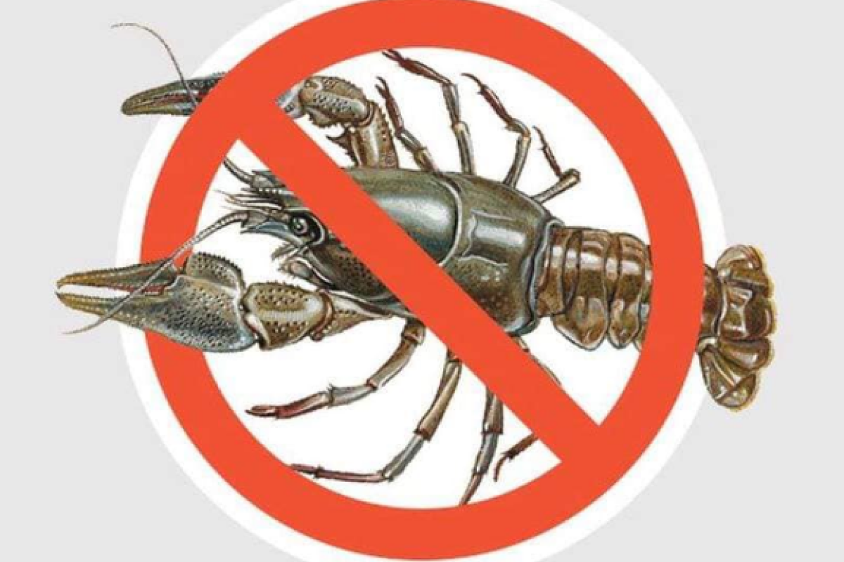 В Луганской области вводится запрет на вылов раков: период действия запрета и размер штрафа