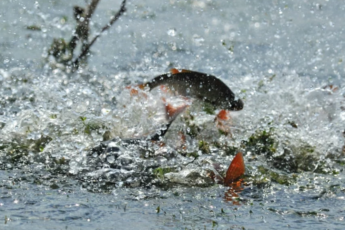 В Луганской области с 1 апреля вступает в силу запрет на вылов рыбы в период нереста