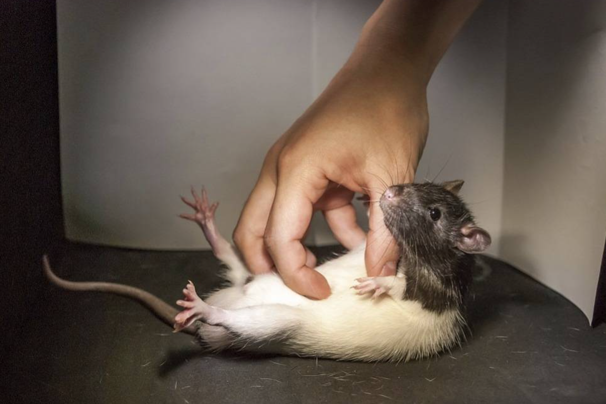 От удовольствия до пыток: интересные факты о щекотке, которые вы не знали От удовольствия до пыток: интересные факты о щекотке, которые вы не знали