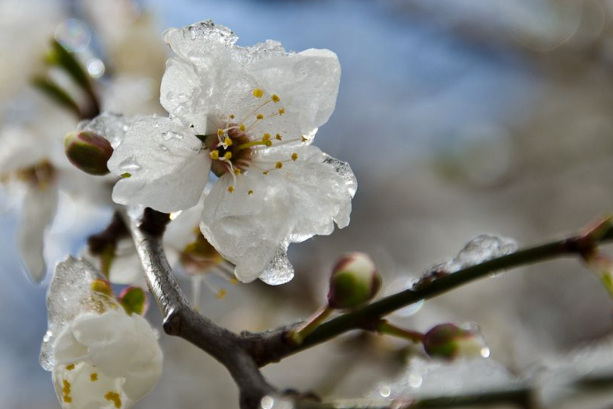 Дощі з грозами та заморозки: якою буде погода на Луганщині найближчими днями Дощі з грозами та заморозки: якою буде погода на Луганщині найближчими днями