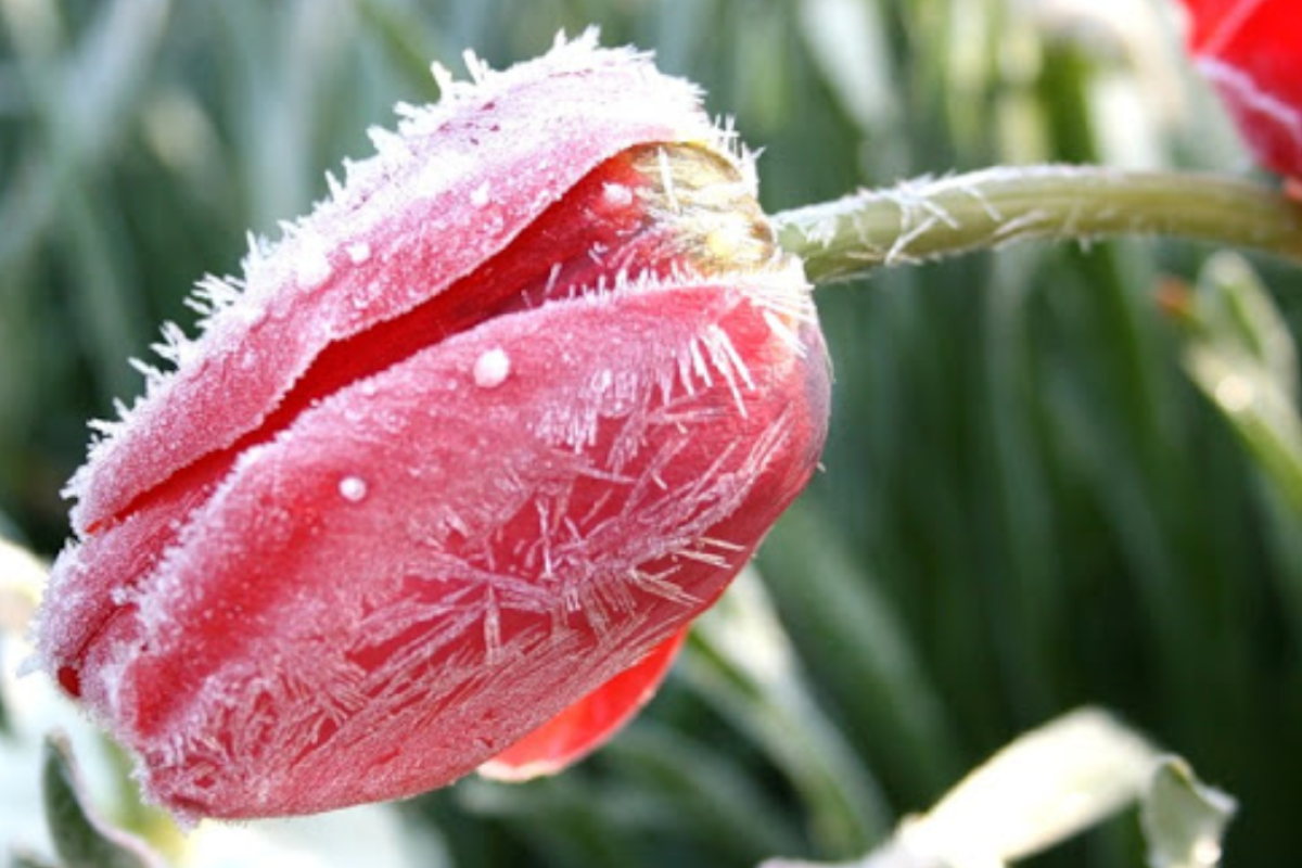 Заморозки до -4: Українців попередили про погіршення погоди та різке похолодання