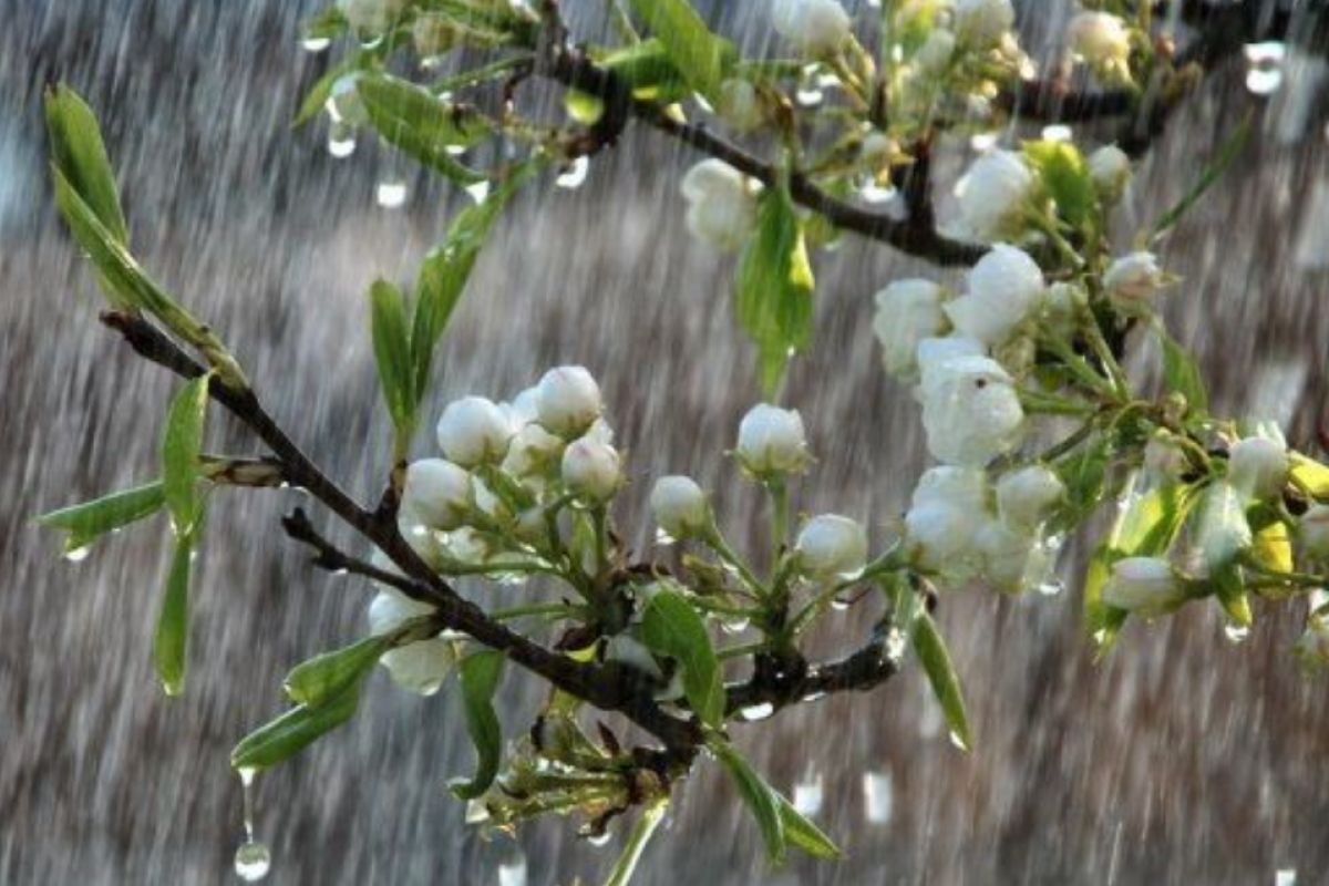 Дощі з грозами, похолодання та заморозки: Синоптики дали прогноз погоди на найближчі дні Дощі з грозами, похолодання та заморозки: Синоптики дали прогноз погоди на найближчі дні
