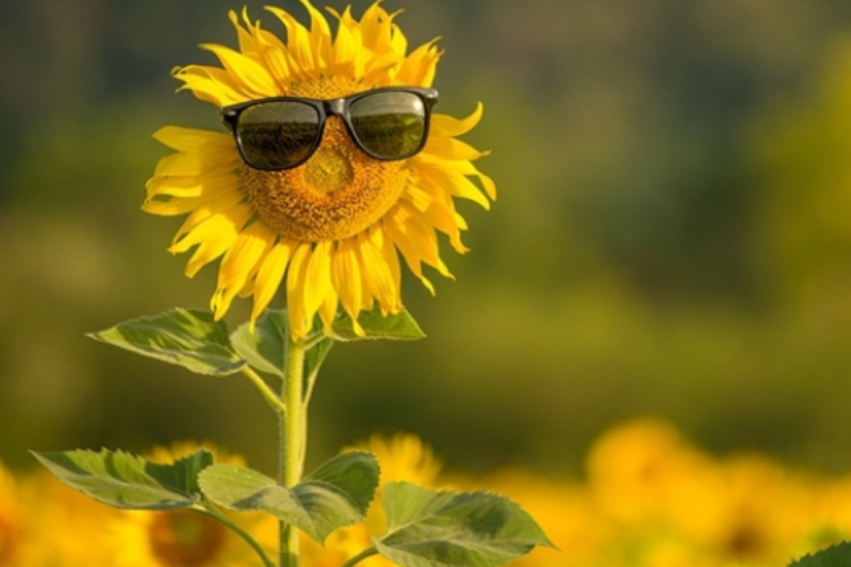 Люта спека: як у Мережі жартують про "сюрпризи" погоди