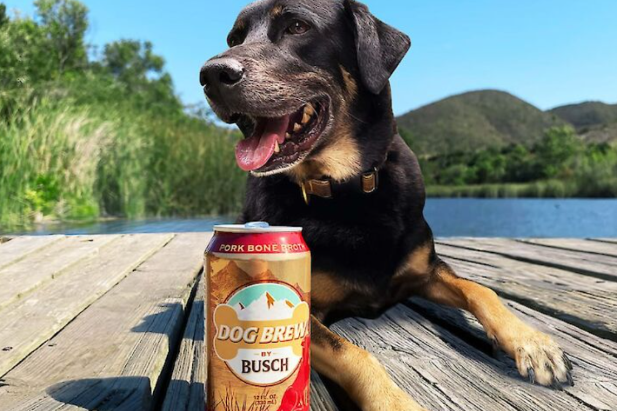 В США выпустили пиво для собак: товар смели с полок магазинов В США выпустили пиво для собак: товар смели с полок магазинов