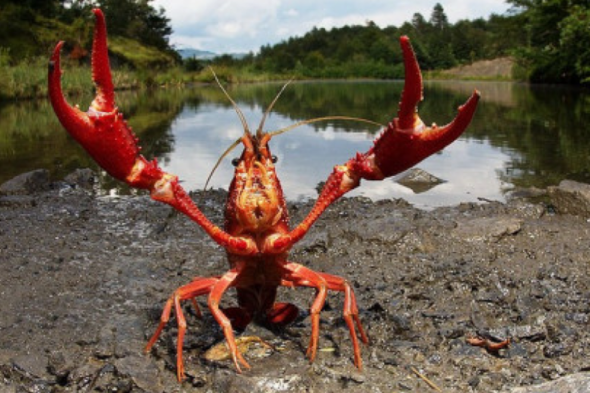 В Луганской области запретили ловить раков в водоемах