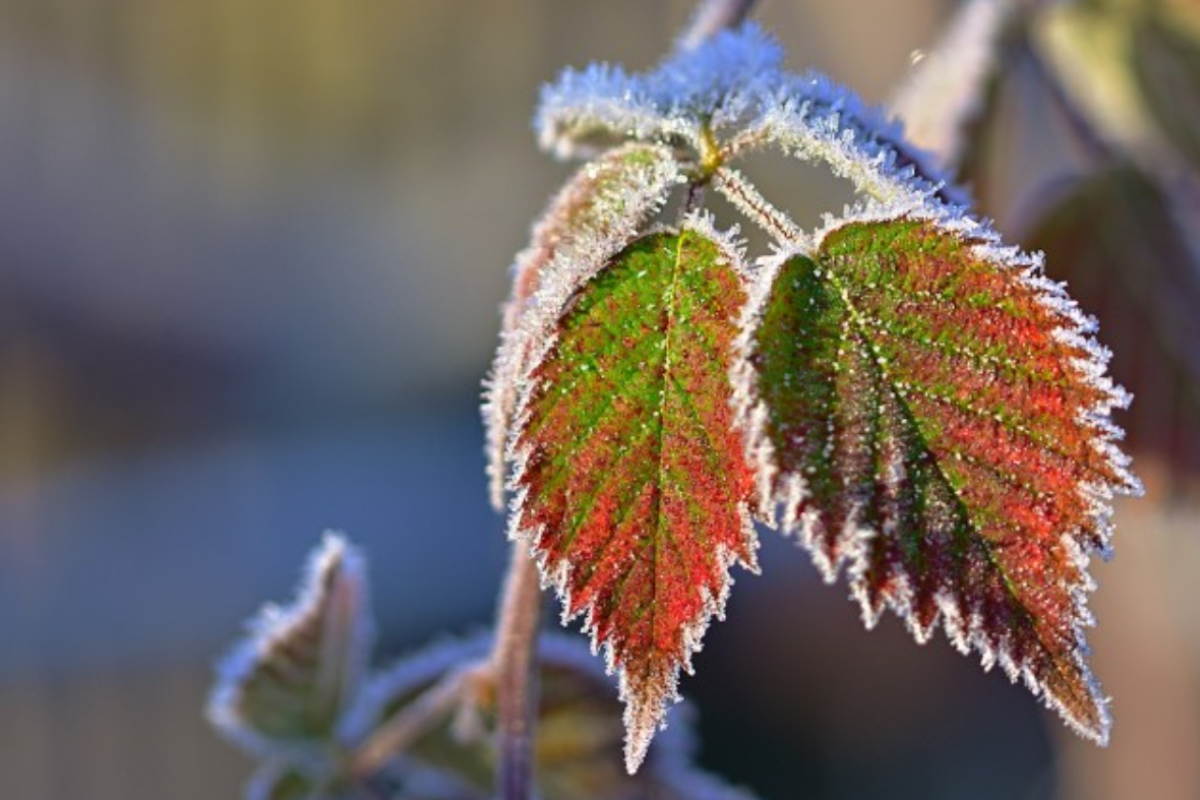 Різке похолодання та заморозки: якою буде погода на Луганщині найближчими днями