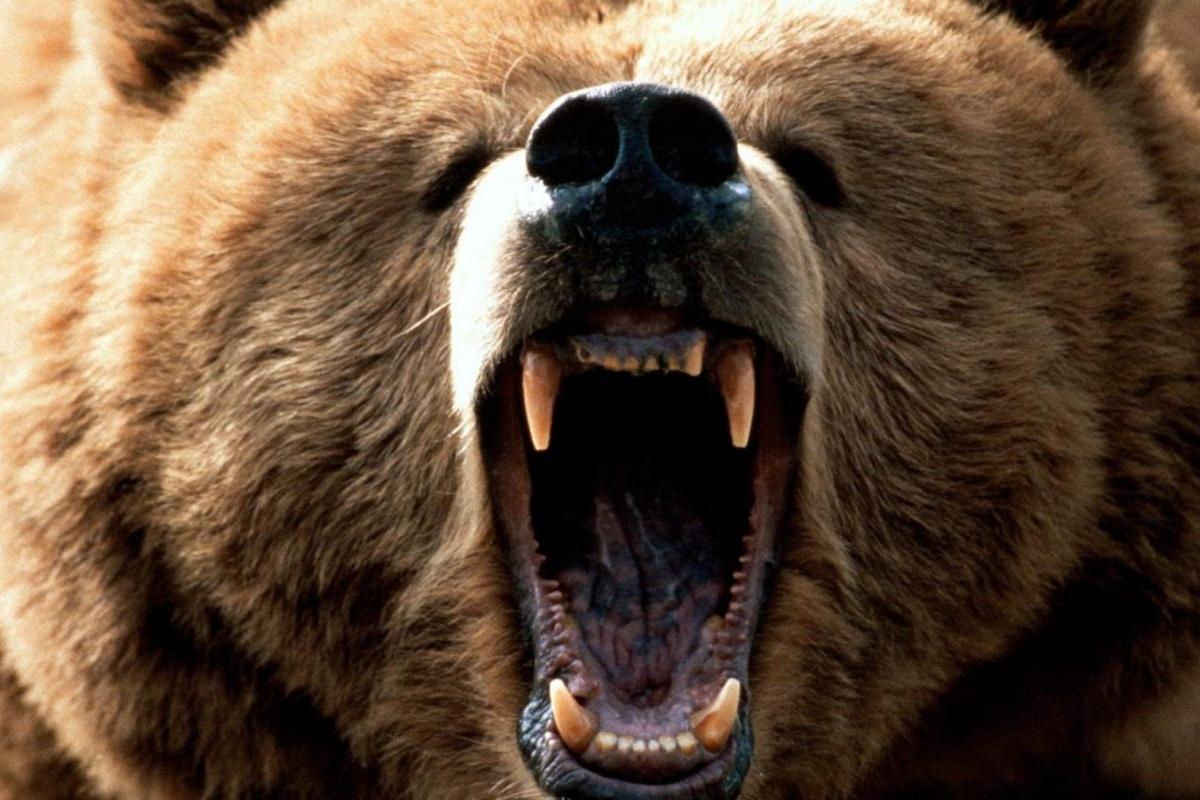 В Орле во время шоу в цирке медведь напал на беременную дрессировщицу В Орле во время шоу в цирке медведь напал на беременную дрессировщицу