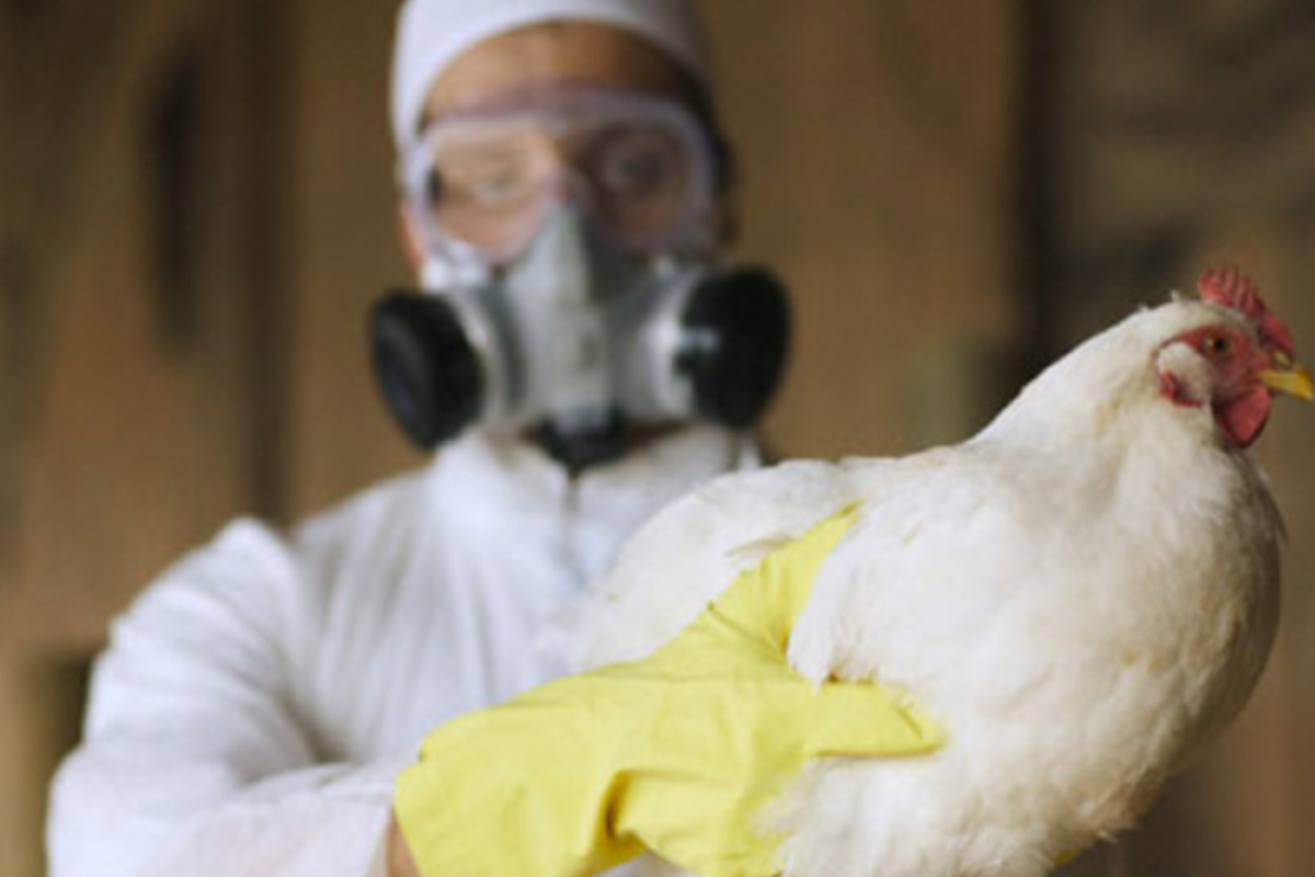 На Луганщине зафиксирована вспышка птичьего гриппа: целое село закрыли на карантин На Луганщине зафиксирована вспышка птичьего гриппа: целое село закрыли на карантин