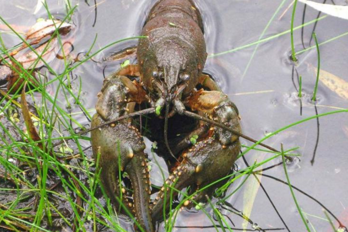 На Луганщине с 1 декабря начинает действовать запрет на вылов раков: нарушителей ждет наказание На Луганщине с 1 декабря начинает действовать запрет на вылов раков: нарушителей ждет наказание