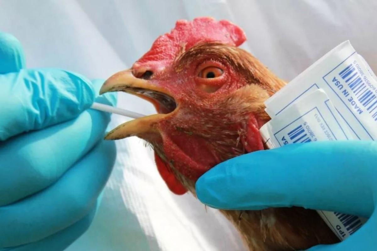 Спалах високопатогенного пташиного грипу в Японії: знищать 130 тисяч курей Спалах високопатогенного пташиного грипу в Японії: знищать 130 тисяч курей