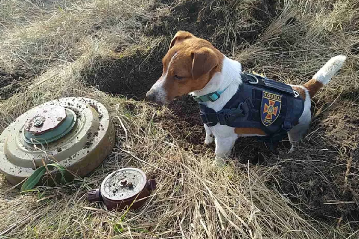 Український пес-сапер Патрон отримав спеціальну нагороду Канського кінофестивалю Український пес-сапер Патрон отримав спеціальну нагороду Канського кінофестивалю