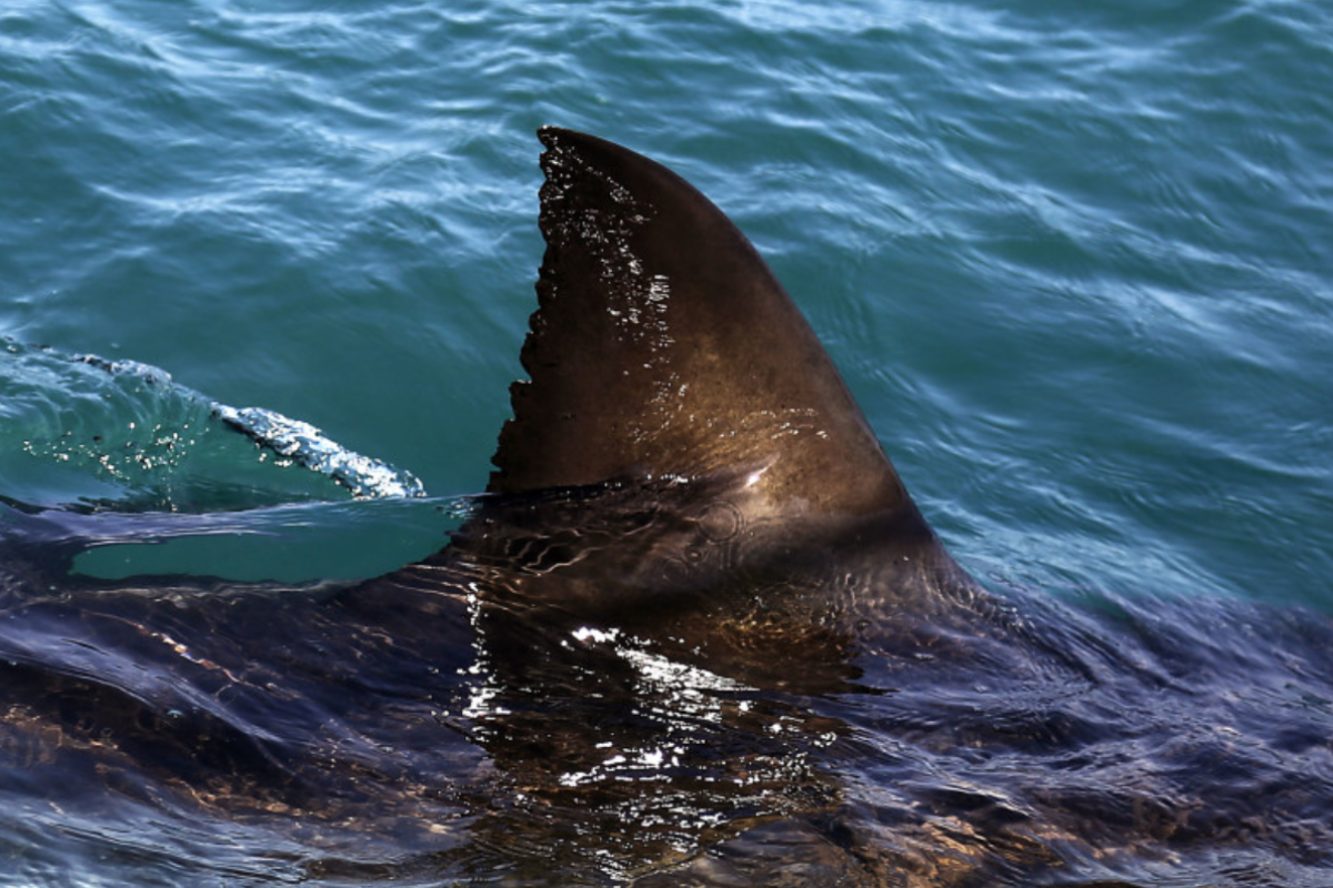 На курорті в Єгипті закрили пляжі: у Хургаді після нападу акули загинуло 2 туристки